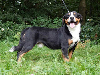entlebucher breeder, entlebucher mountain dogs of splitpine farm, entleburcher mountain dogs sire
