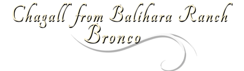 Entlebucher Mountain Dog stud dog, Bronco, Chagall From Balihara Ranch CGC (Am CH ptd)