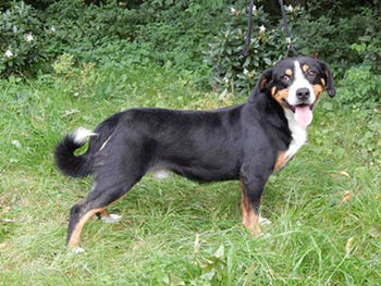 entlebucher breeder, entlebucher mountain dogs of splitpine farm,entleburcher mountain dogs dam